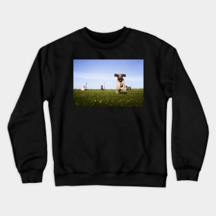 Incoming Italian Spinone Crewneck Sweatshirt